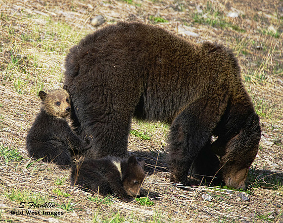 Felecia & cubs 2