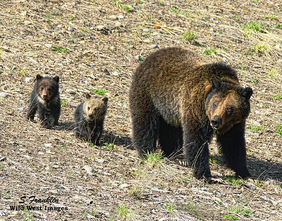 Felecia & cubs 3