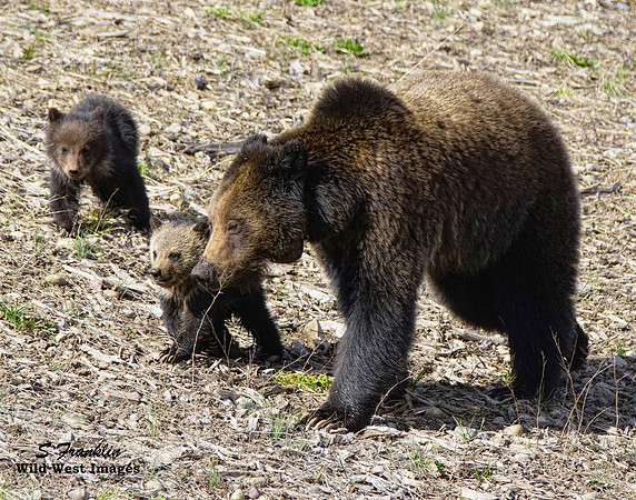 Felecia & cubs 4