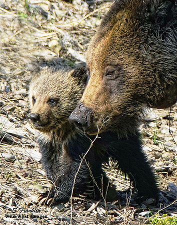 Felecia & cubs 5
