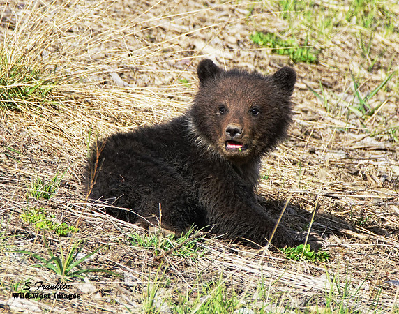 Grizz cub 13