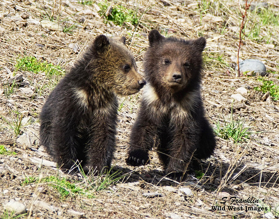 Grizz cubs 14
