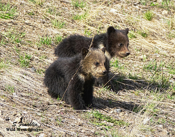 Grizz cubs 15