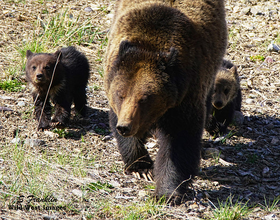 Felecia & cubs 6
