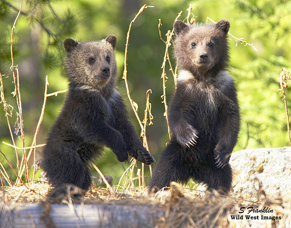 Grizz cubs 8