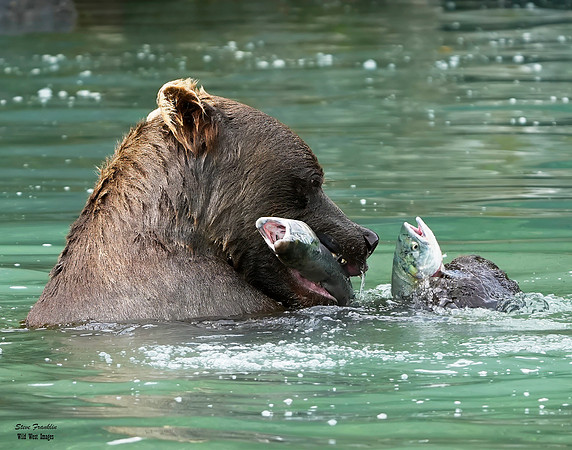 Bears wolverine creek 22 det + WWI