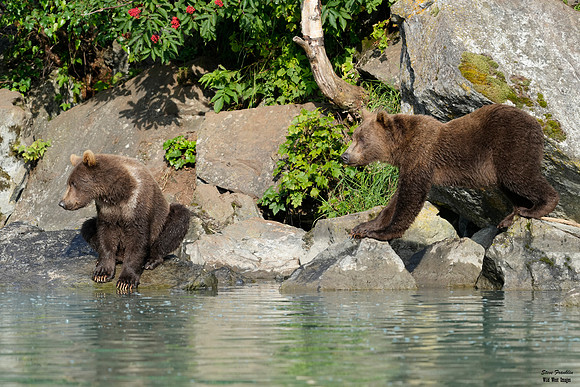 Bears wolverine creek 15 det WWI