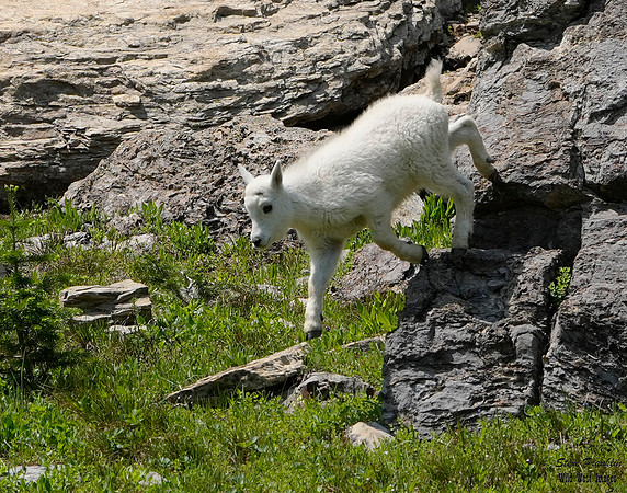 Goat kid leaps 1 det WWI