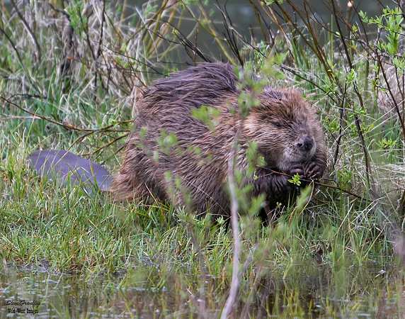 Beaver chewing 2 det WWI