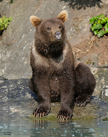 Bears wolverine creek 13 det WWI