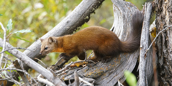 Pine Marten 14 det WWI best