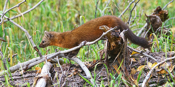 Pine Marten 11 det WWI best