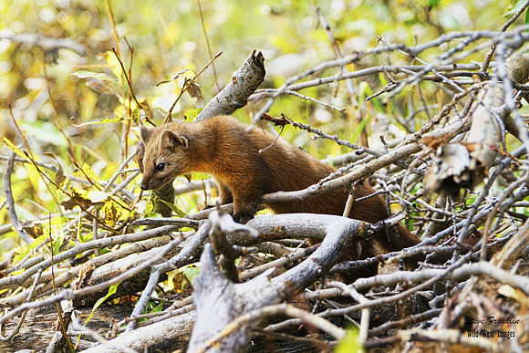 Pine Marten 19 det WWI
