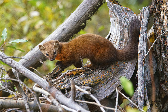 Pine Marten 17 det WWI