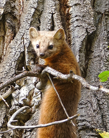 Pine Marten 2 det WWI best