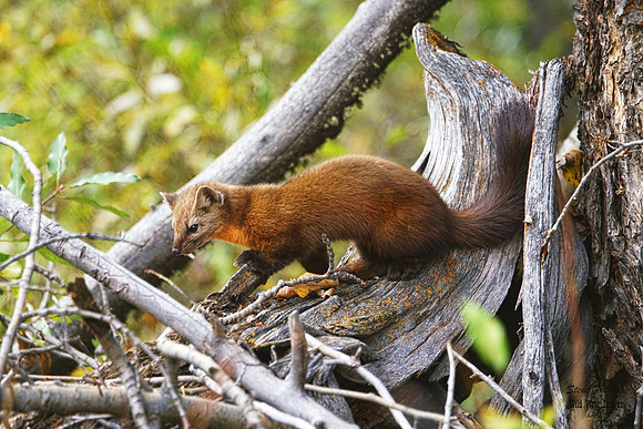 Pine Marten 16 det WWI