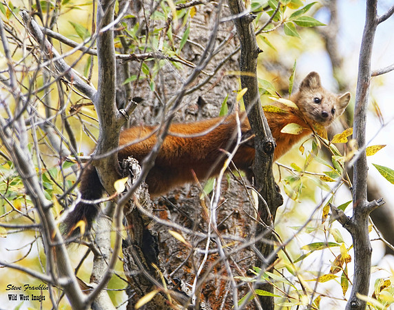Pine Marten 6 det WWI