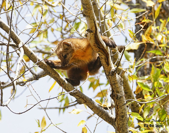 Pine Marten 24 det WWI