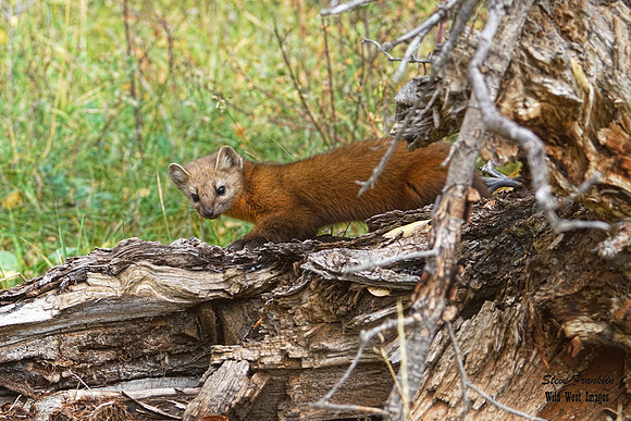 Pine Marten 29 det WWI best