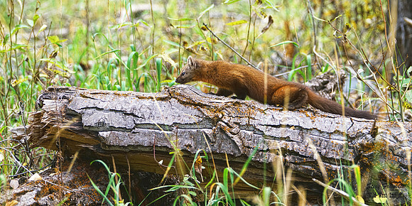 Pine Marten 8 det WWI best