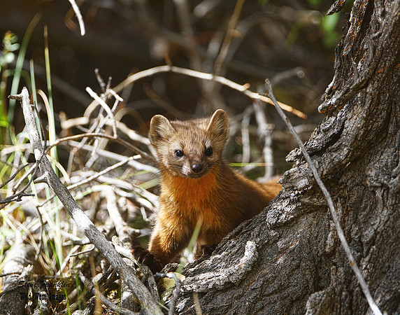 Pine Marten 27 det WWI best
