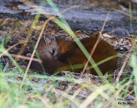 Pine Marten 34 det WWI best