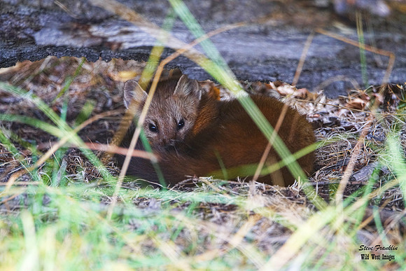 Pine Marten 36 det WWI best