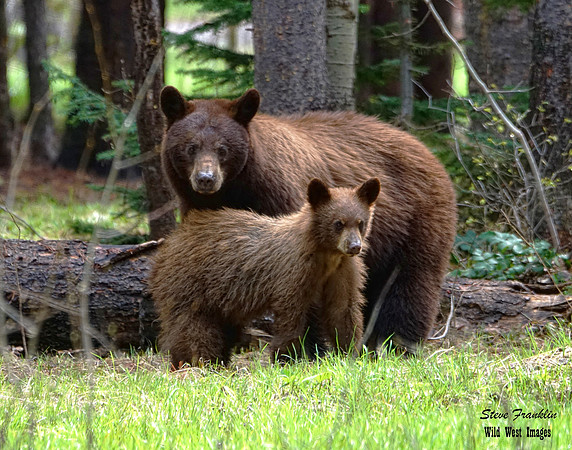 Black bears 2 det WWI c