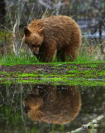 Black bears cub reflection det WWI c