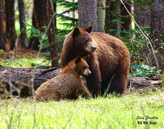 Black bears 3 det WWI