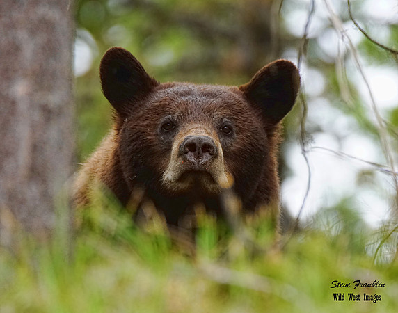 Black Bears mom 1 det WWI - Trail Boss