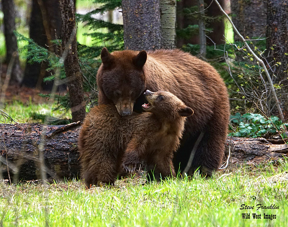 Black bears 6 det WWI