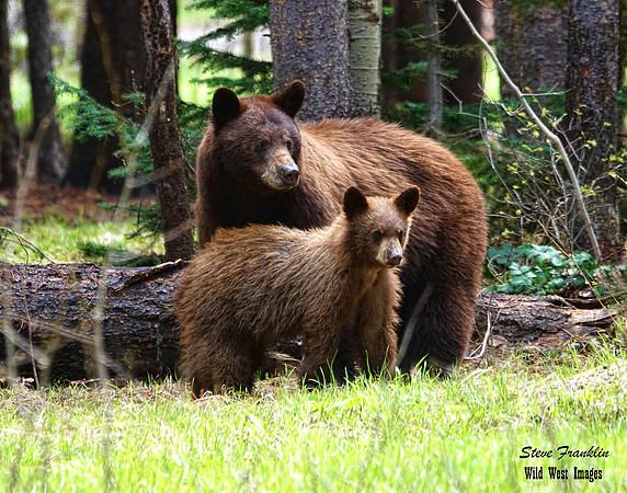 Black bears 8 det WWI