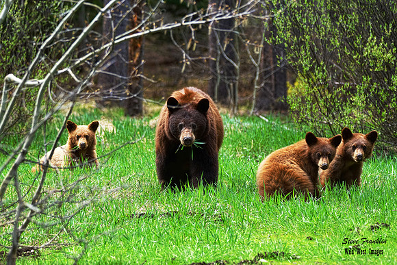 Black Bears 1 det + WWI