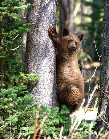 Black Bears tree 6 det WWI - ridin the pine