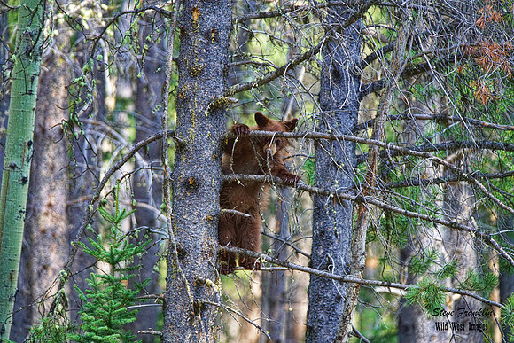 Black Bears tree 7 det WWI (Going out on a limb)