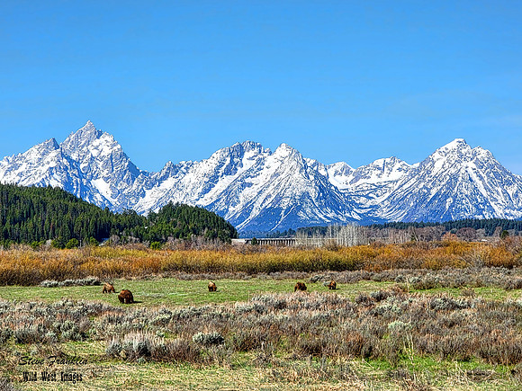 Grizzlies and tetons det WWI - Grizzly Grazing under the Tetons