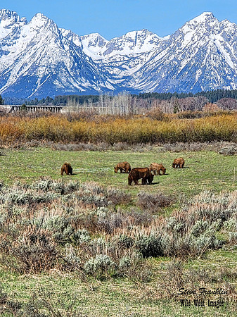 Grizzlies and tetons 2 det WWI