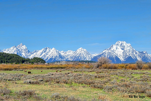 Grizzlies and tetons 3 det WWI