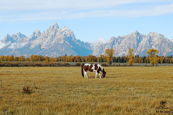 Pinto Tetons 1 det WWI