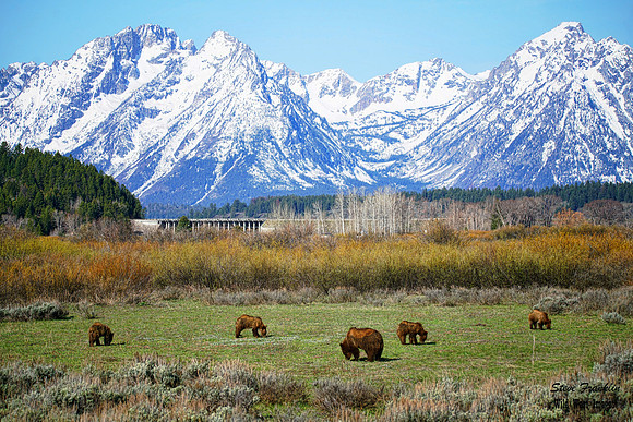 399 willow 1 det WWI Grizzly grazing under the Tetons