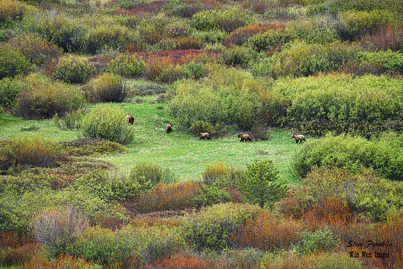 399 Willow Flats 1 det WWI - The Grizzly Lineup or On The Prowl or Keeping All your Bears in a row - small file