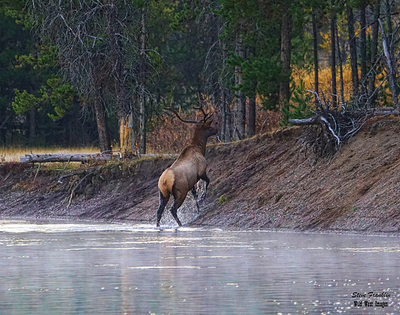 Elk Bull lone Crossing 6 det WWI