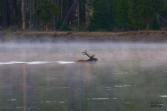 Elk Bull lone Crossing 7A det WWI