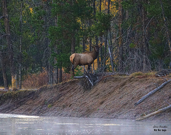 Elk Bull lone Crossing 1A det WWI