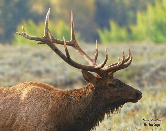 Elk Bull 6 det + WWI