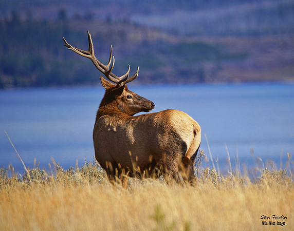 Elk Bull Yellowstone Lake 1 det WWI