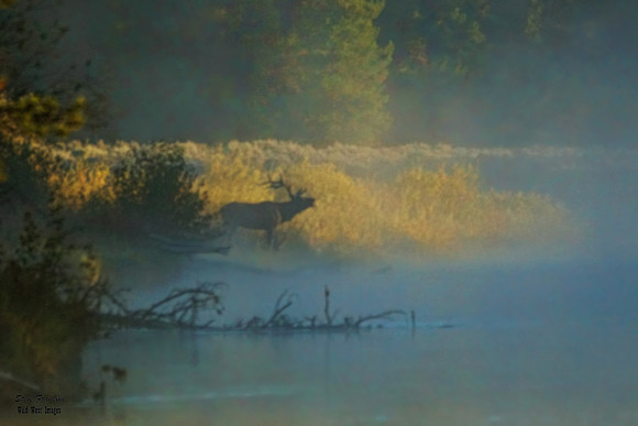 Elk in Fog 1 det WWI