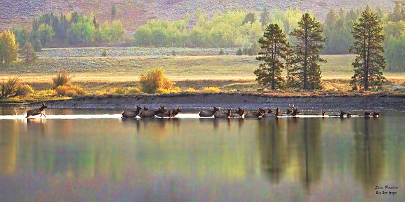 Elk Crossing 15 det WWI