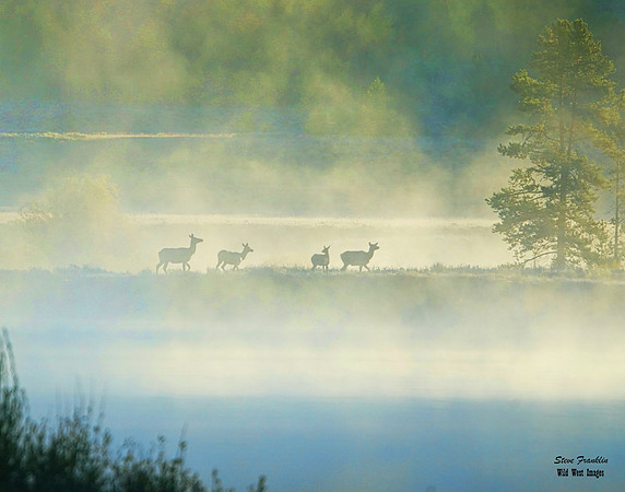 Elk in Fog 5 det WWI